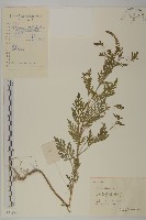 藏品(豬草)的圖片