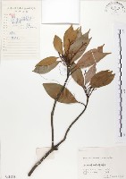 藏品(豬腳楠)的圖片