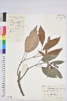 藏品(粗糠柴)的圖片