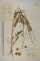 藏品(大花金雞菊)的圖片