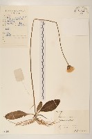 藏品(毛大丁草)的圖片