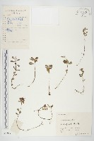 藏品(凹葉景天)的圖片