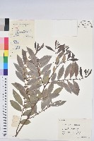 藏品(紅毛饅頭果)的圖片