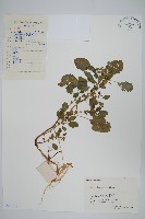 藏品(野莧菜)的圖片