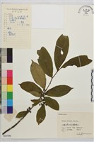 藏品(山鼠李)的圖片