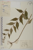 藏品(珍珠蒿、奇蒿)的圖片