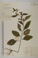 藏品(煙管草)的圖片