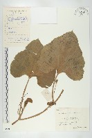 藏品(小葫蘆)的圖片