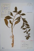 藏品(江南山梗菜)的圖片