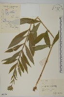 藏品(剪秋羅、剪秋紗、漢宮秋)的圖片