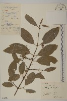 藏品(大花衛矛)的圖片