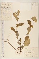 藏品(抱莖苦菜)的圖片