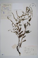 藏品(琉璃草)的圖片