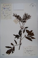 藏品(冇骨消)的圖片