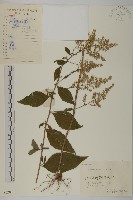 藏品(珍珠蒿、奇蒿)的圖片