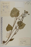 藏品(東風菜)的圖片