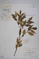 藏品(野扇花)的圖片