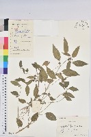 藏品(鐵莧菜)的圖片