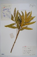 藏品(細葉十大功勞)的圖片