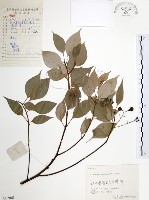 藏品(樟樹)的圖片