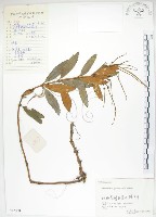 藏品(石吊蘭、吊石苣苔)的圖片