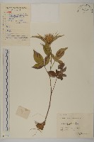 藏品(白朮)的圖片