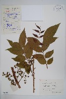 藏品(漆樹)的圖片