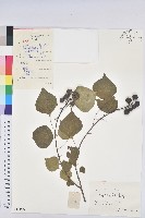 藏品(烏臼)的圖片