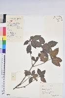 藏品(馬銀花)的圖片