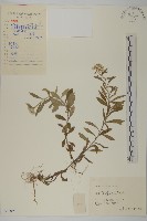 藏品(香青)的圖片