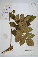 藏品(毛葉蔥木)的圖片