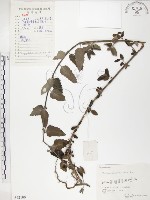 藏品(灰葉蕕)的圖片