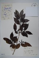 藏品(冬青)的圖片