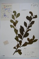 藏品(落霜紅、梅葉冬青)的圖片