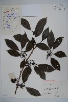 藏品(鐵冬青)的圖片