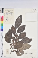 藏品(杜仲)的圖片