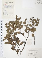 藏品(小葉赤楠)的圖片