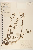 藏品(抱莖苦菜)的圖片