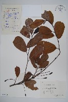 藏品(榿木)的圖片