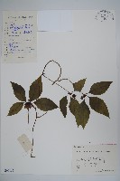 藏品(羊乳、四葉參)的圖片