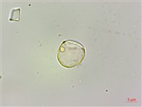 藏品(華中艾麻)的圖片