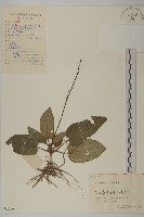 藏品(香鬼督郵)的圖片