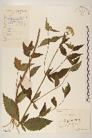 藏品(華澤蘭)的圖片