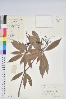 藏品(美麗馬醉木)的圖片