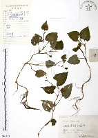 藏品(臭腥草、蕺菜)的圖片