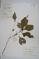 藏品(睫毛萼鳳仙花)的圖片