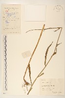 藏品(鵝仔草)的圖片