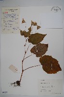 藏品(秋海棠)的圖片