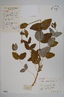 藏品(桔梗)的圖片