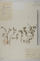 藏品(石胡荽、吐金草)的圖片